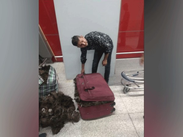 A man  carrying peacock feathers weighing about 49 kg at Indira Gandhi International (IGI) Airport was apprehended on Thursday. Photo/ANI