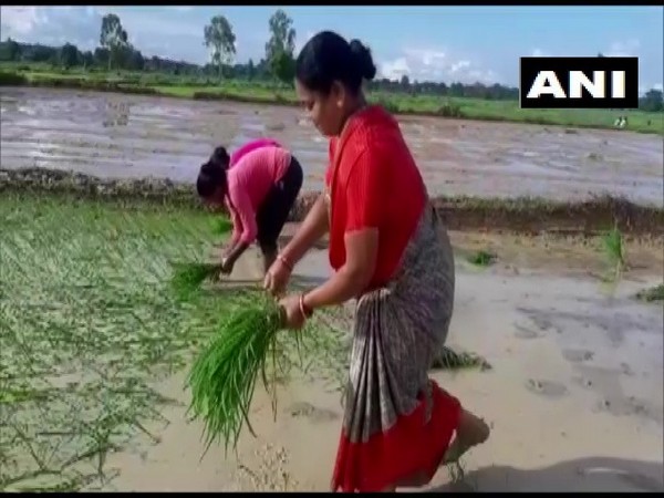 Congress MP Phulo Devi Netam at work in a paddy field in Kondagaon on Wednesday. (Photo/ANI)
