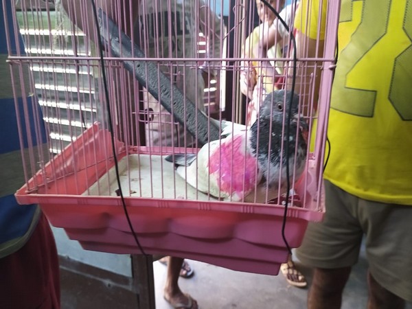 A visual of the suspected pigeon spy caught near Indo-Pak border in Kathua, J-K. Photo/ANI