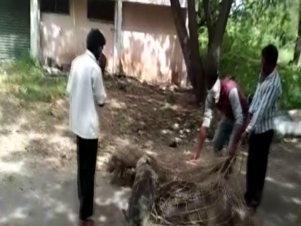 After receiving complaints from people, officials filed a complaint against the owner of pigs. (Photo: ANI)