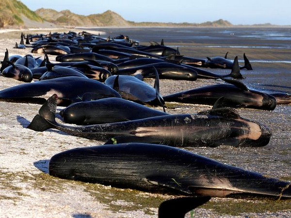 File photo of stranded whales in New Zealand