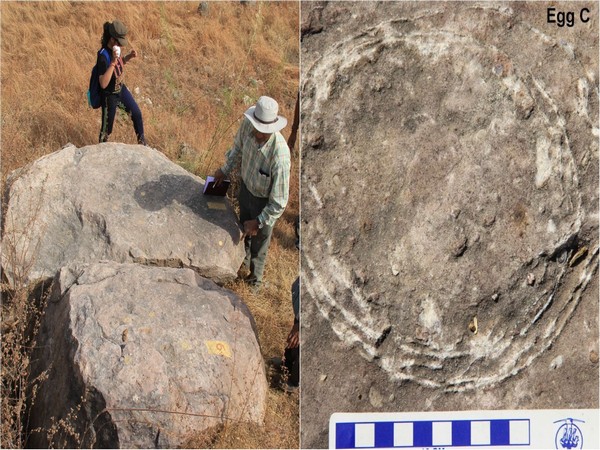New fossil discovery of sauropod dinosaurs (Picture courtesy: Prof GVR Prasad)