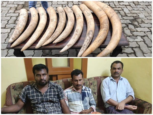 Five pair of ivory seized by forest officials in Dakshina Kannada district, Karnataka on Wednesday. (Photo/ANI)