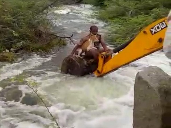 Police official rescued a stray dog which was stuck in bushes near a local stream. (Photo/ANI) 