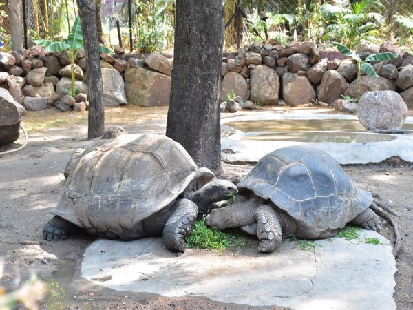 121-year-old Galapagos Giant Tortoise at Nehru Zoological Park, Hyderabad (Photo/ANI)