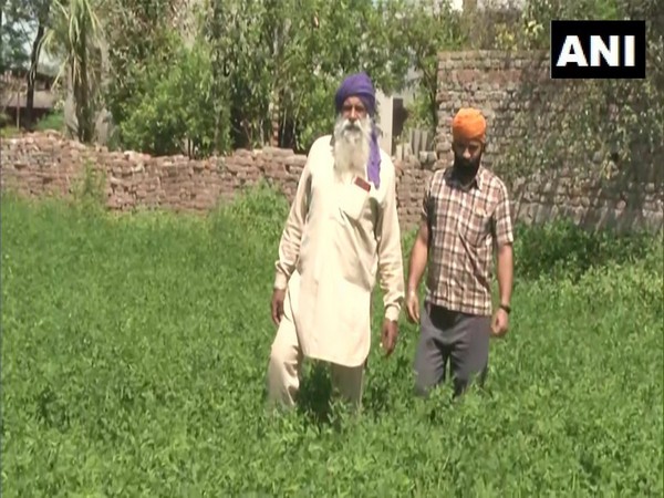 The farmers in Ludhiana say that some of their harvests are yet to be reaped as there are not many labourers left here to work