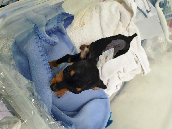 Max, the puppy, who was suffering from vascular ring anomaly. Photo/ANI