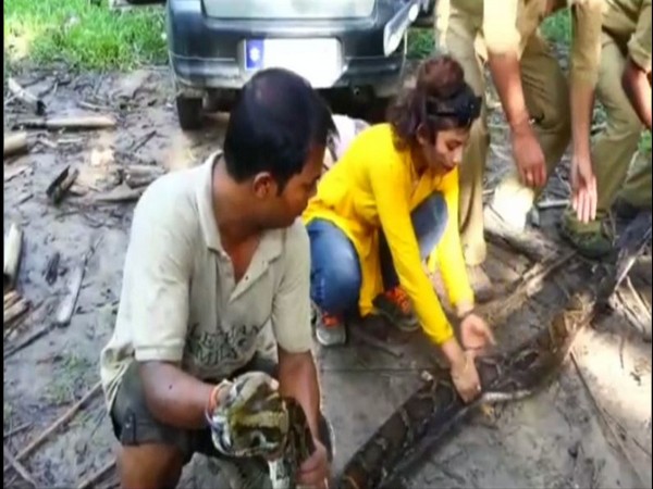 14.4-foot long python rescued in Assam. [Photo/ANI]