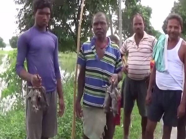 People of the Dangi Tola village in Katihar district of Bihar are forced to eat rats due to floods. Photo/ANI