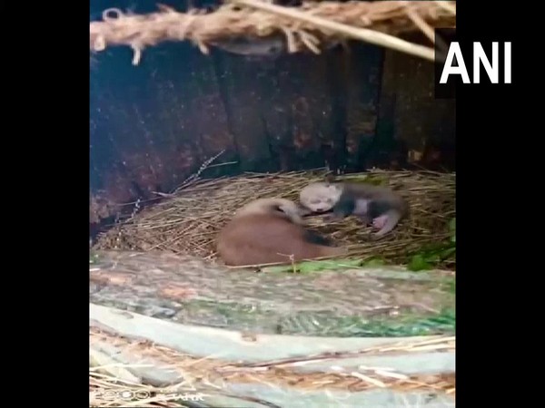 Newborn red pandas at Darjeeling zoo. (Photo/ANI)
