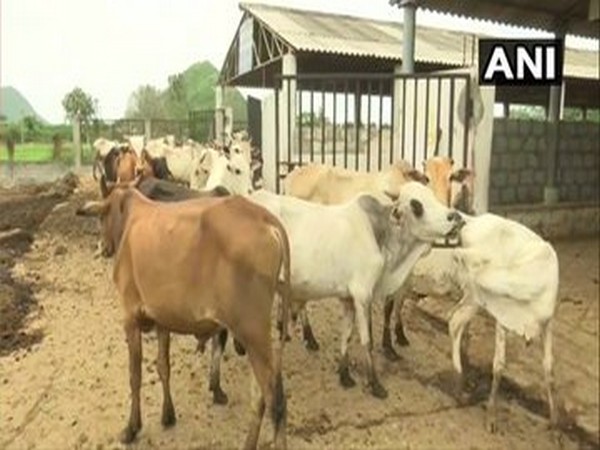 Visual from the cow shelter. File photo/ANI