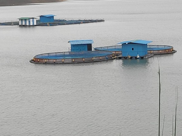 Cage Culture fisheries is an emerging technology for intensive production of fish.