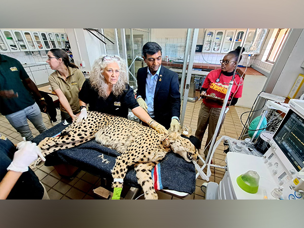 African Cheetahs get health checkups as MP's Kuno National Park awaits their arrival (Photo Credit: Indian Embassy in Windhoek Twitter handle)