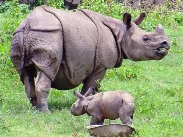Rhinos in Kaziranga National Park (File image/ANI)