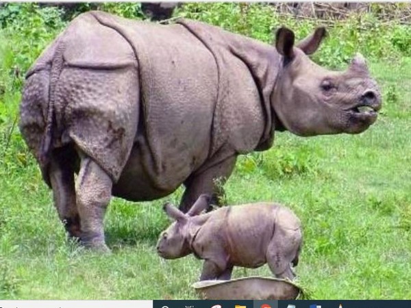 A rhino at Assam's Kaziranga National Park (Photo/ANI)