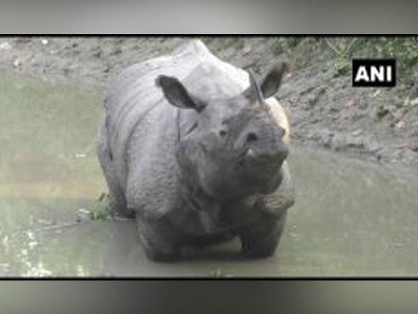 A visual of one of the rhino in Assam's Darrang. Photo/ANI