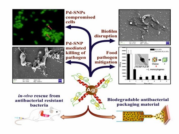 Researchers from IIT Roorkee develop novel multi-model nanobiotic platform to combat bacterial pathogens