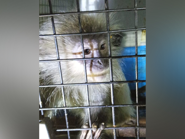 Meghalaya Police rescues several endangered animals in West Jaintia Hills (Photo:ANI)