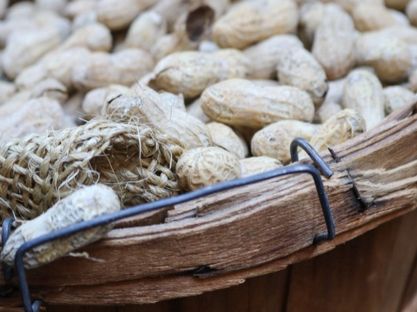
    Peanuts potent in lowering cardiovascular disease risk: Study
    