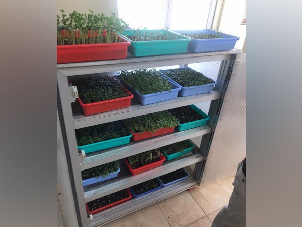 Microgreen plants cultivated by DRDO's DIHAR in Leh. (Photo/ANI)