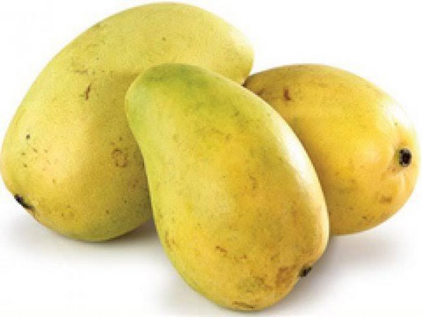 Varanasi's langra mangoes (Photo/ANI)
