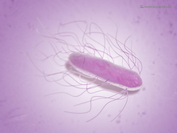Salmonella bacteria