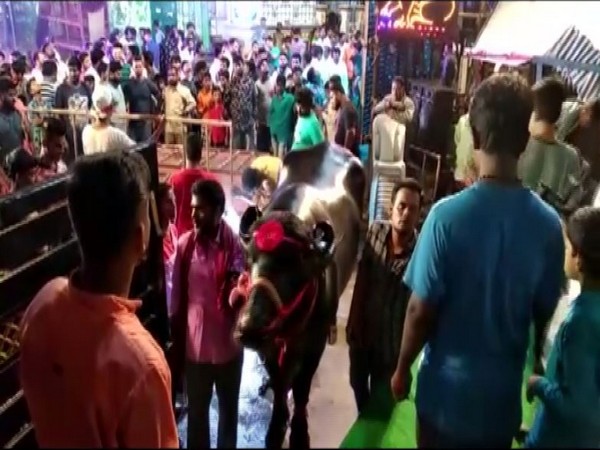 uperhero bull 'Sartaj' participated in Sadar Utsav Mela