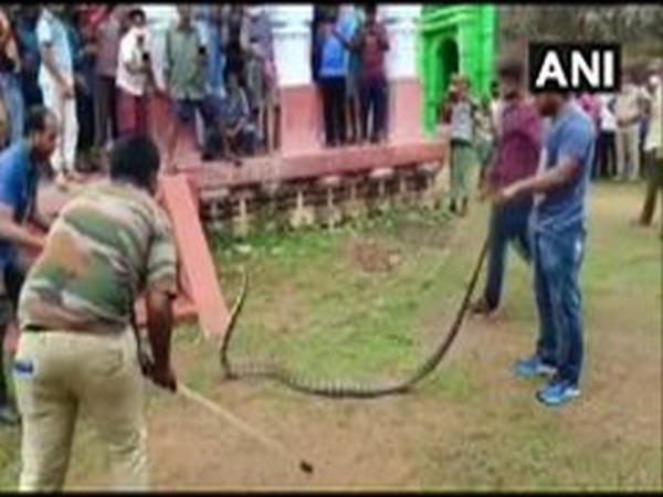 Visual of King Cobra