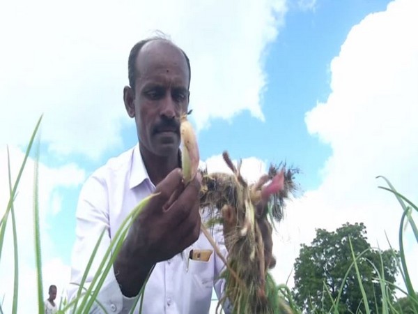 A farmer examines his onion crop in Kalaburagi. (Photo/ANI)