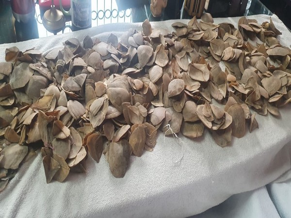 Pangolin scales seized by security personnel in Siliguri