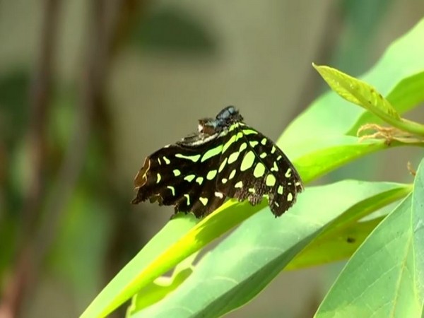 Visuals from butterfly garden in Pune (ANI)