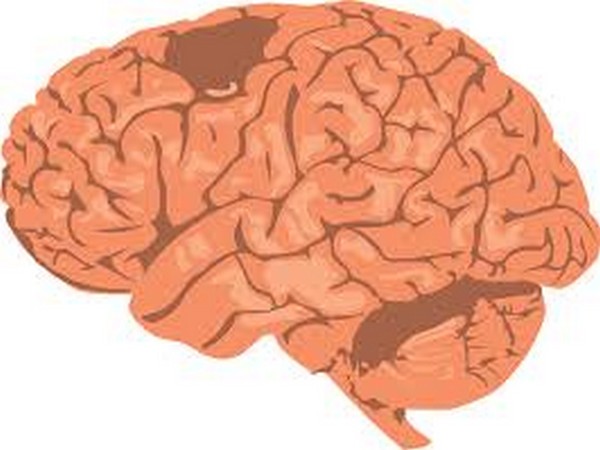 This new knowledge may also form the basis for the development of new treatments based on a mechanistic understanding of the brain's network.