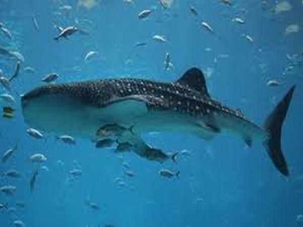 Pollution affects all of us living on planet Earth.