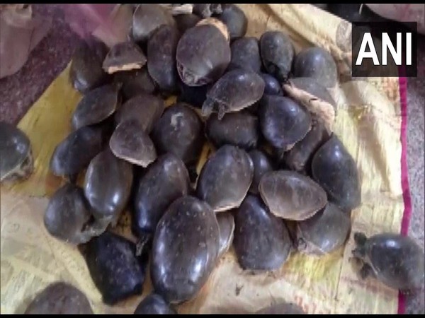 Uttar Pradesh Police recovers 426 turtles (Photo/ANI) 