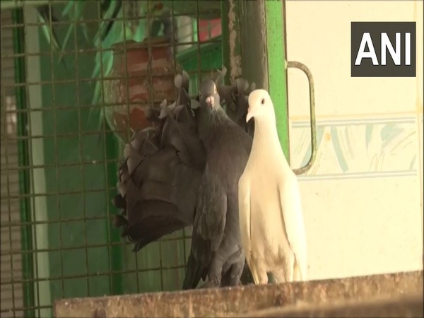 | Several birds are being taken to Charitable Bird Hospital in Gurugram due to heatstroke (Photo/ANI)