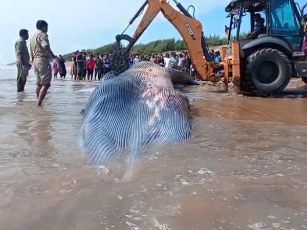 An injured huge whale