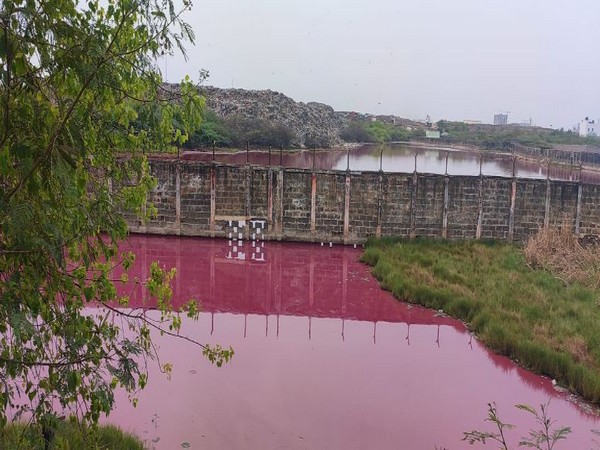 Visual of the pink lake water in Chennai (Photo/ANI)