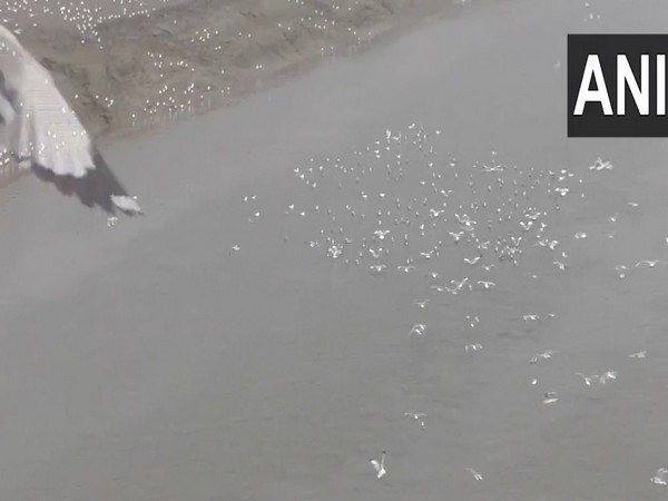 Visual of Gulls arriving in Gujarat's Surat (Photo/ANI) 