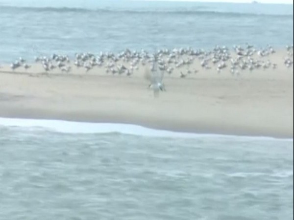 Flock of seagulls in Dhanushkodi on Wednesday.