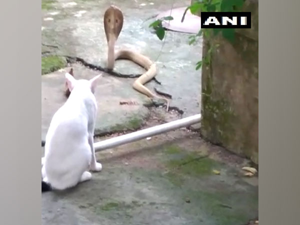 The cat standing guard, not allowing the cobra to enter the house. (Photo/ANI)