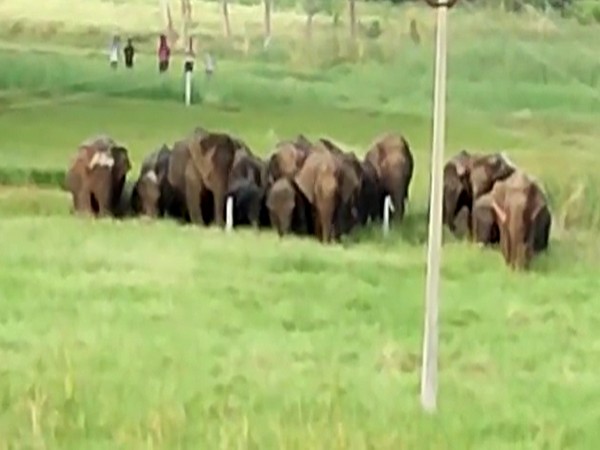 A visual of the rampaging herd (ANI).