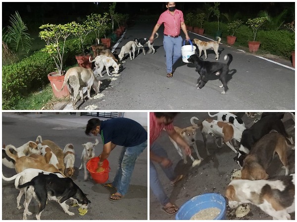 28-year-old Vidit Sharma, who works as an assistant manager in a Delhi-based automobile company has been feeding around 700 stray dogs every day in Noida.