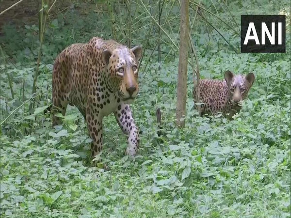Replicas of leopard in Anand Van of Dehradun (Photo/ANI)