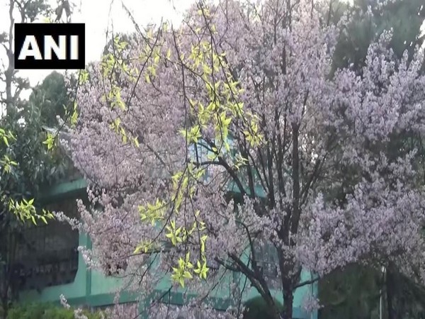 Four day international cherry blossom festival begins in Shillong. Photo/ANI