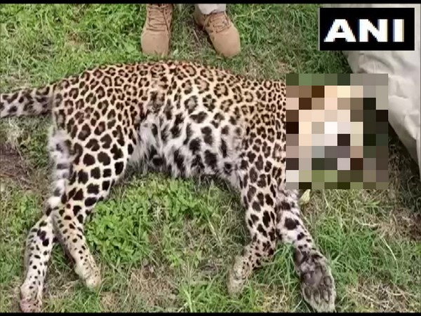 A leopard was shot dead by shooters of the forest department in Dewal, Pratapnagar.