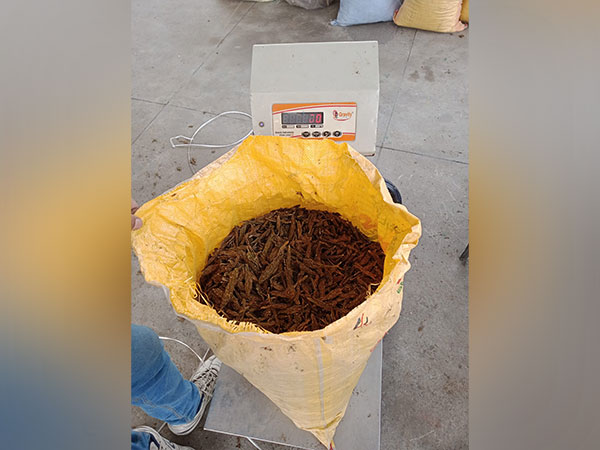 NCB seizes marijuana weighing 690 kgs (Photo:ANI)