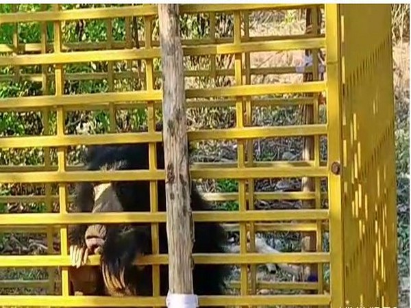 Sloth bear trapped in cage in Erramukkam village in Andhra Pradesh. Photo/ANI