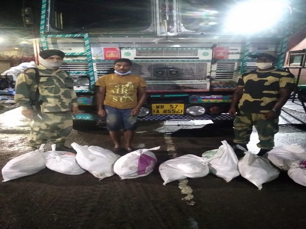 BSF apprehends one person for allegedly smuggling 126 kilograms of Hilsha fish to India from Bangladesh. (Photo/ANI)