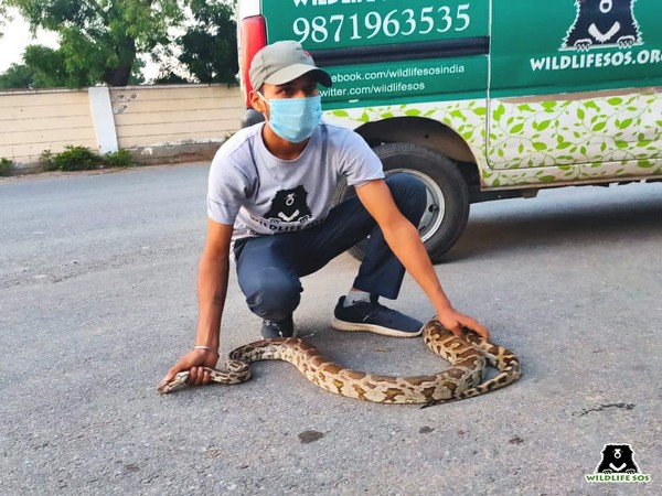 A five-foot-long Indian rock python was rescued from the bus stop near Saket metro station in south Delhi on Tuesday. 