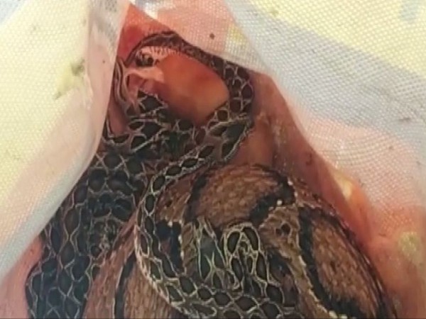 Visual of the snake rescued